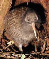 ニュージーランド国鳥 Kiwi